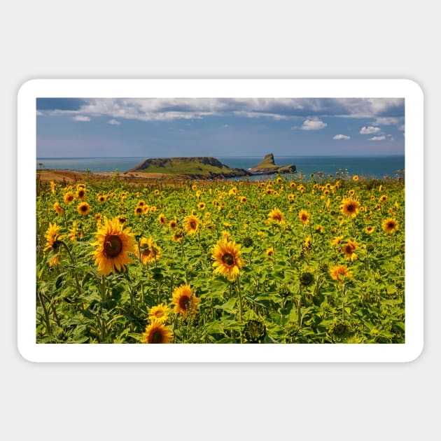 Rhossili Sunflowers Sticker by dasantillo